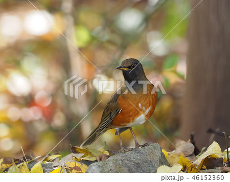 オオアカハラ オオアカハラ 46152360