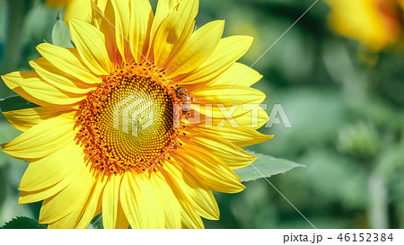 花 フラワー お花 46152384
