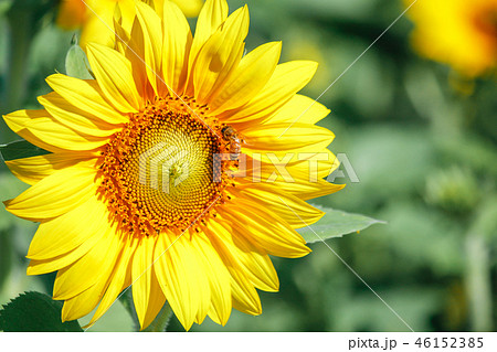 花 フラワー お花 46152385