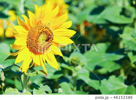 花 フラワー お花 46152386