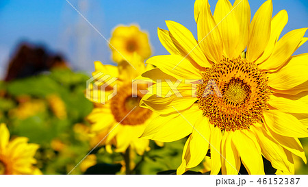 花 フラワー お花 46152387