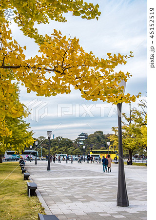 【紅葉　いちょう  皇居】 46152519