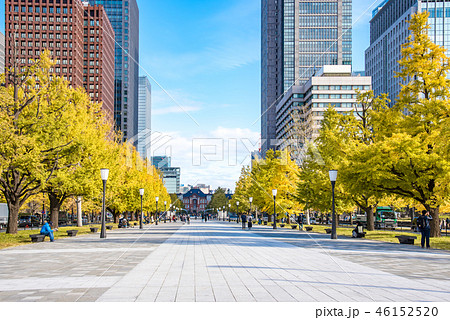 【紅葉　いちょう  東京駅】 46152520