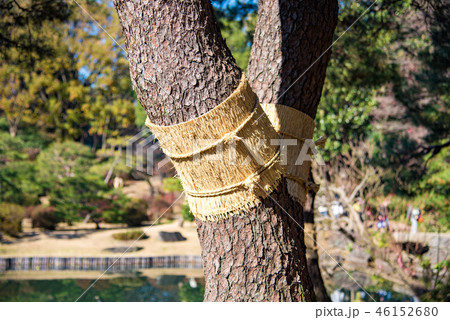 【六義園　こも巻き】 46152680