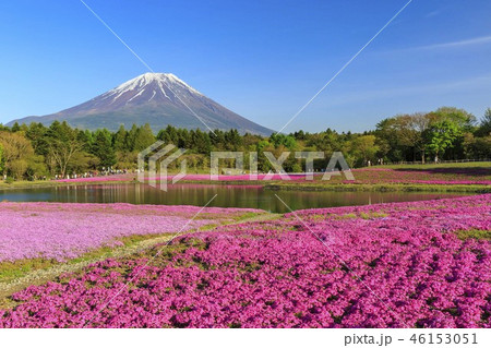 富士山　芝桜 46153051