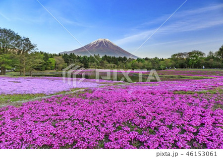 富士山　芝桜 46153061