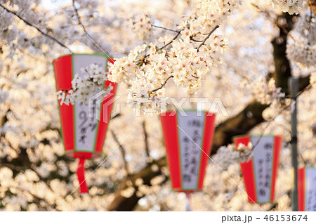都市風景（東京、上野公園、桜） 46153674