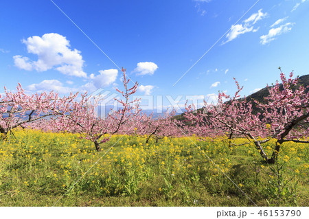 田園風景(山梨県、笛吹市、桃源郷、春編) 田園風景(山梨県、笛吹市、桃源郷、春編) 46153790