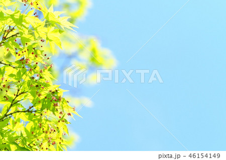 新緑（モミジの花） 46154149