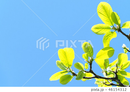 新緑(ハクモクレン) 新緑(ハクモクレン) 46154312