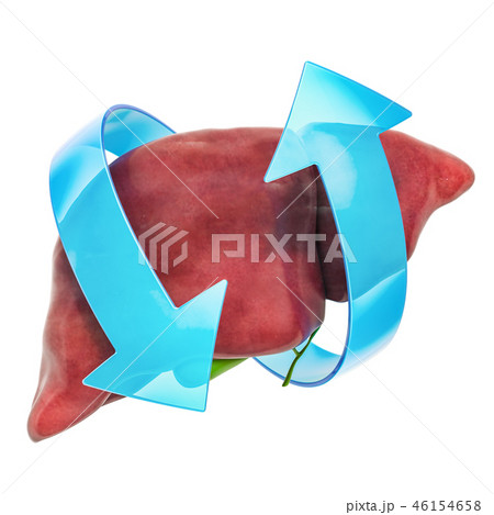 Human liver with arrows. Treatment and recovery 46154658