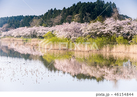 宮城平筒沼早朝の満開の桜並木 宮城平筒沼早朝の満開の桜並木 46154844