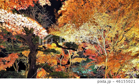 栗林公園夜景5 栗林公園夜景5 46155021