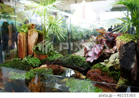 Aquascape design in small glass aquarium Aquascape design in small glass aquarium 46155303