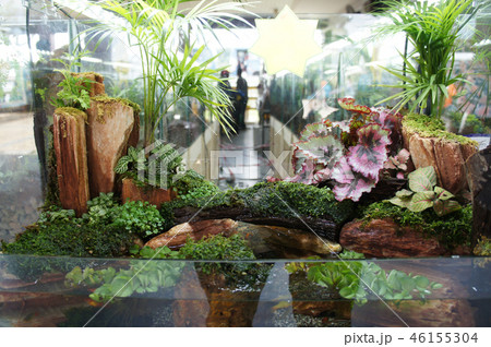 Aquascape design in small glass aquarium Aquascape design in small glass aquarium 46155304