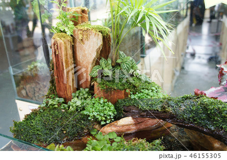 Aquascape design in small glass aquarium 46155305