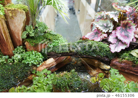 Aquascape design in small glass aquarium 46155306
