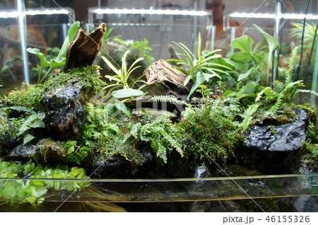 Aquascape design in small glass aquarium Aquascape design in small glass aquarium 46155326