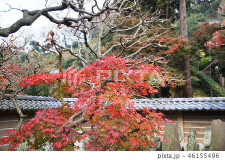 鎌倉　円覚寺 紅葉  Engakuji temple 46155496