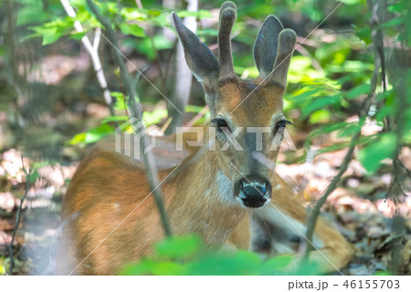 Young buck, white tailed deer in springtime forest 46155703
