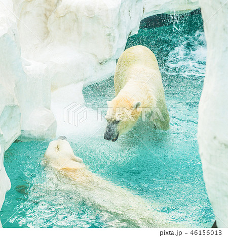 上野動物園 シロクマ ホッキョクグマ 夫婦 ブルブルの写真素材