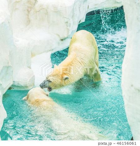 上野動物園 シロクマ ホッキョクグマ 夫婦 ブルブル 上野動物園 シロクマ ホッキョクグマ 夫婦 ブルブル 46156061
