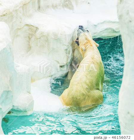 上野動物園 シロクマ ホッキョクグマ 夫婦 ブルブル 上野動物園 シロクマ ホッキョクグマ 夫婦 ブルブル 46156072