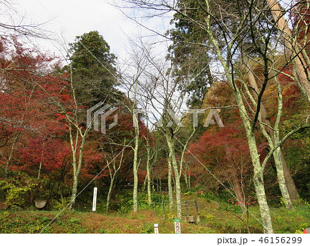 福井県 今越前市 花筐公園の写真素材