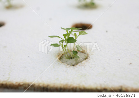 水耕栽培の苗作り 46156871