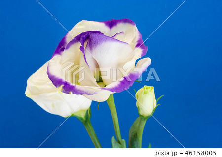 青背景の紫色の縁取りのあるトルコキキョウの写真素材