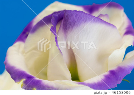 青背景の紫色の縁取りのあるトルコキキョウの写真素材