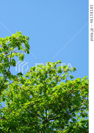 ハウチワカエデの園芸品種　舞孔雀の若葉 46158185