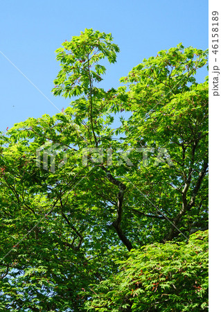 ハウチワカエデの園芸品種　舞孔雀の若葉 46158189