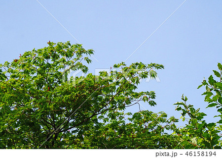 ハウチワカエデの園芸品種 舞孔雀の若葉 ハウチワカエデの園芸品種 舞孔雀の若葉 46158194