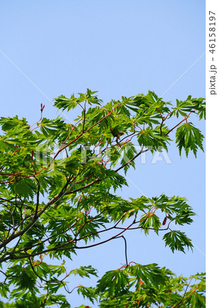 ハウチワカエデの園芸品種　舞孔雀の若葉 46158197