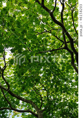 ハウチワカエデの園芸品種　舞孔雀の若葉 46158203