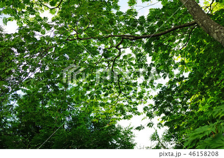 ハウチワカエデの園芸品種 舞孔雀の若葉 ハウチワカエデの園芸品種 舞孔雀の若葉 46158208