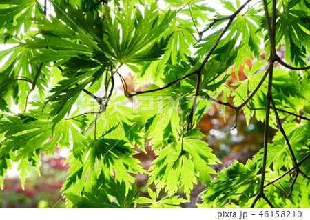 ハウチワカエデの園芸品種　舞孔雀の若葉 46158210