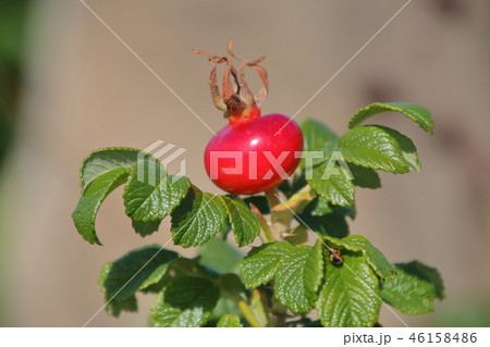 ハマナスの実 46158486