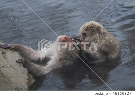 スノーモンキー 46159327