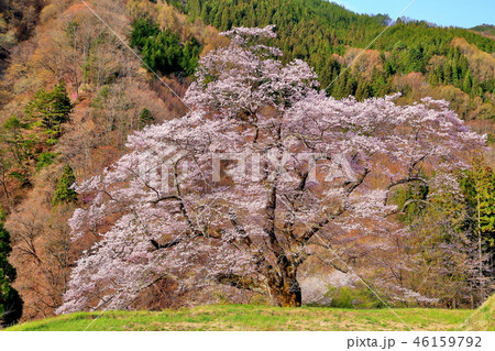 長野県阿智村の駒つなぎの桜 長野県阿智村の駒つなぎの桜 46159792