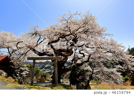 長野県阿南町の愛宕様の小彼岸桜 46159794