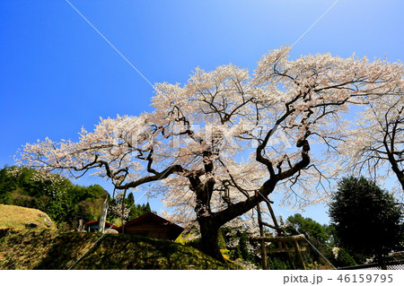 長野県阿南町の愛宕様の小彼岸桜 長野県阿南町の愛宕様の小彼岸桜 46159795