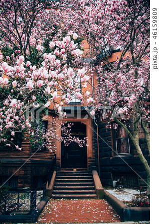 ボストンの春（マグノリア） 46159809