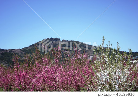 桃の花と桜咲く山 46159936