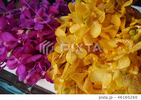 flower flower 46160260