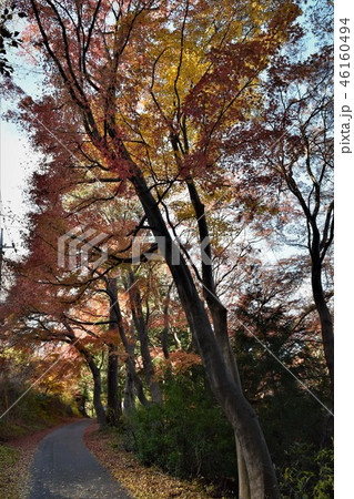 秩父路、釜伏峠の紅葉 46160494