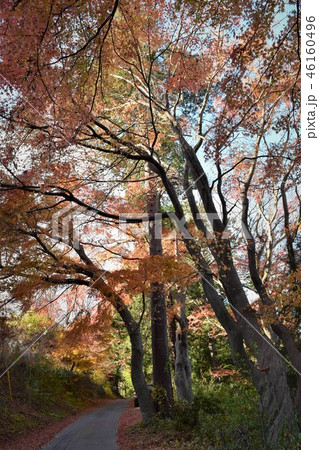 秩父路、釜伏峠の紅葉 秩父路、釜伏峠の紅葉 46160496