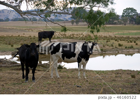 Rural Scene Rural Scene 46160522