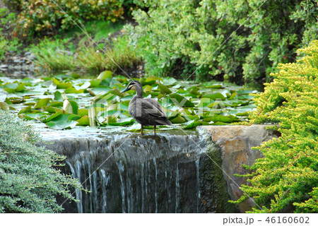 Duck Beside a Pond Duck Beside a Pond 46160602